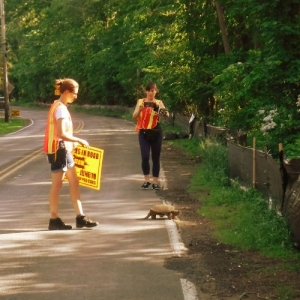 Volunteers helping a turtle cross the road