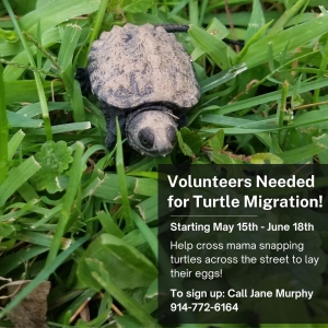 Volunteers Needed for Turtle Migration flyer