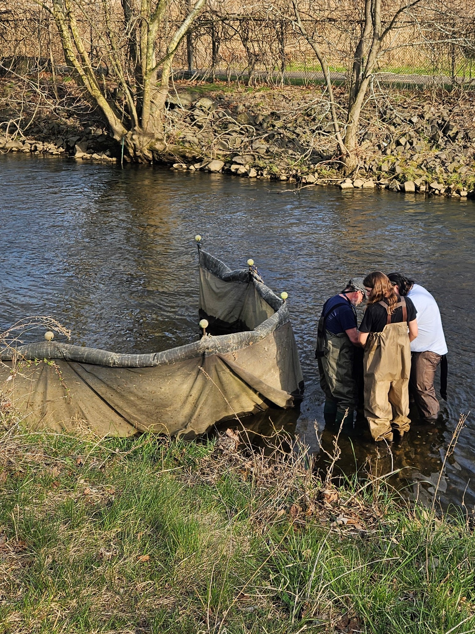 Eel project, net, sampling