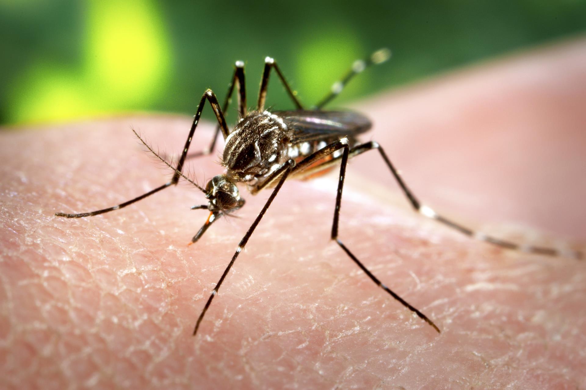 Mosquito on skin