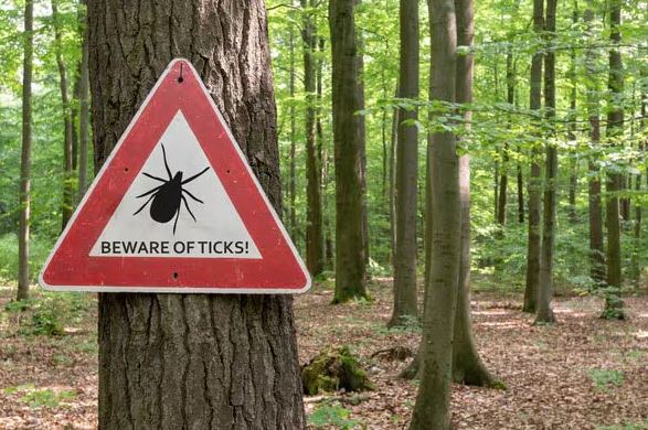 Tick Sign in Woods