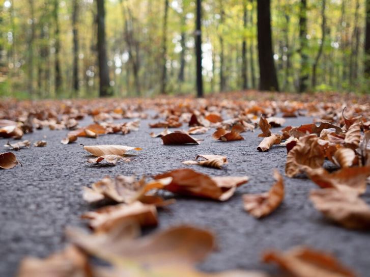 Dry leaves on pavement with trees in background