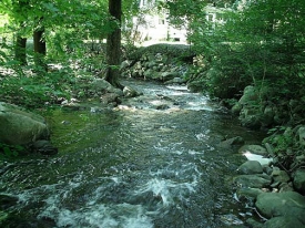 Stream in forest