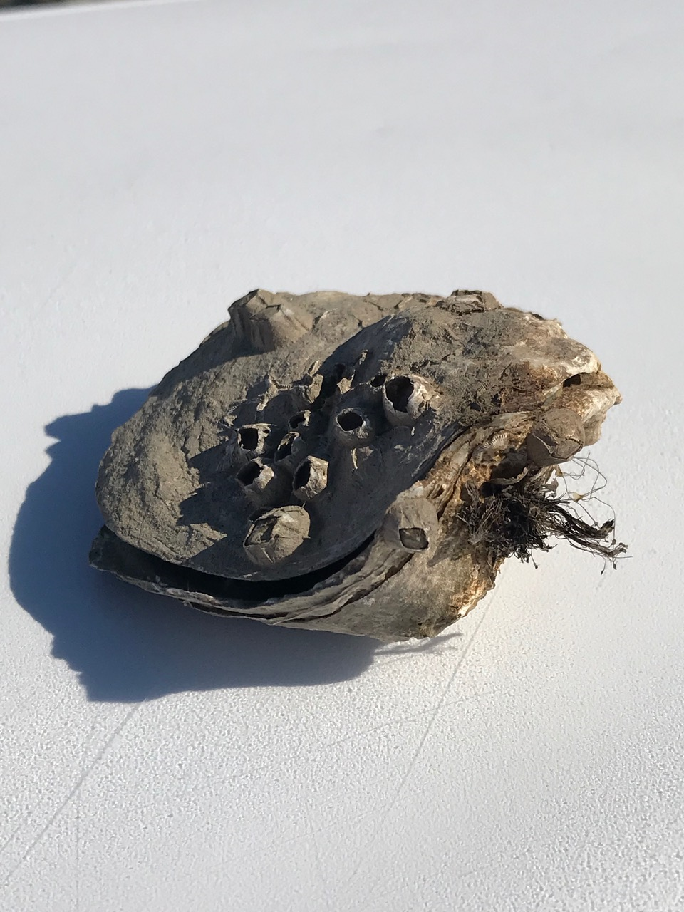 Dead oyster found along the Pier. Photo credit: Tom Winner, volunteer