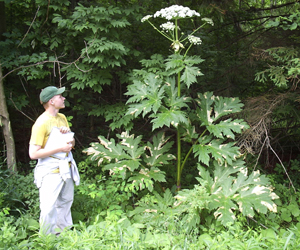 Person standing next to Giant Hogweed plant