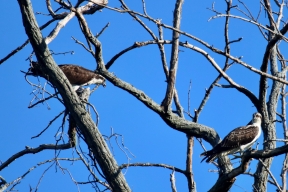 Birds in a tree